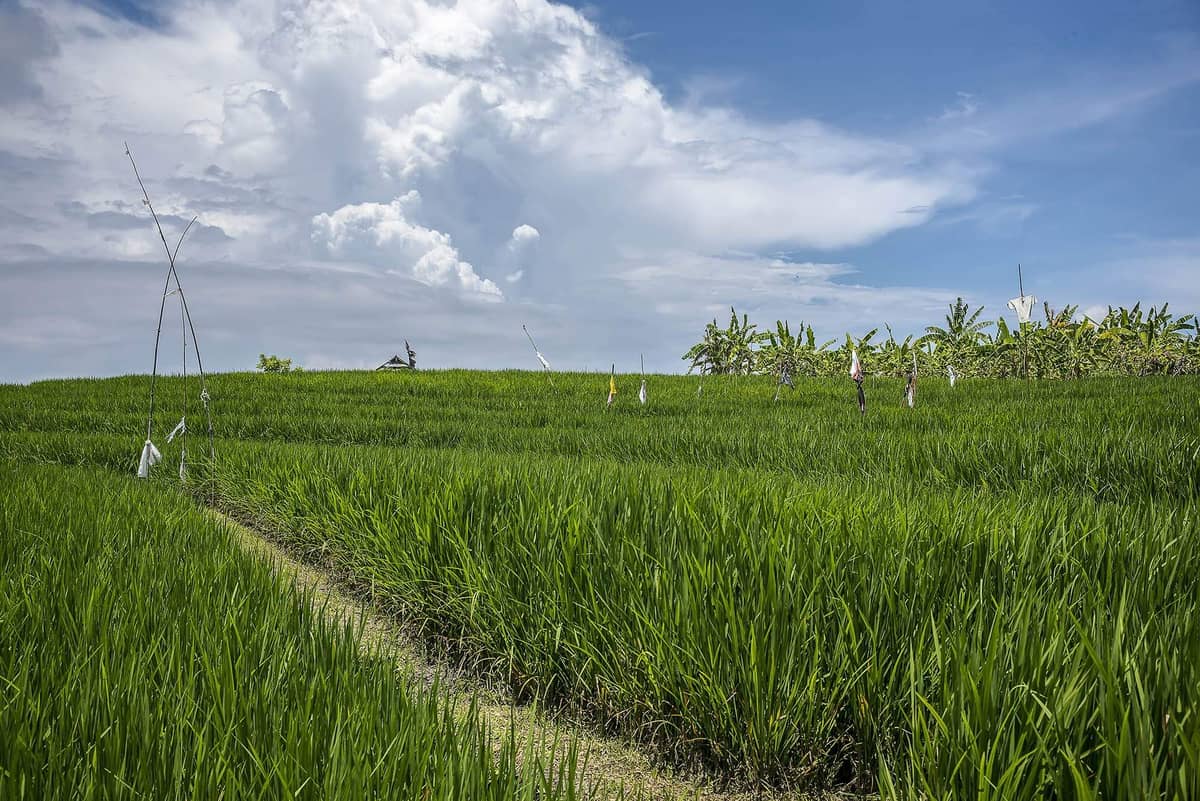 Rent villa Fiorina, Indonesia, Bali, Changu | Villacarte