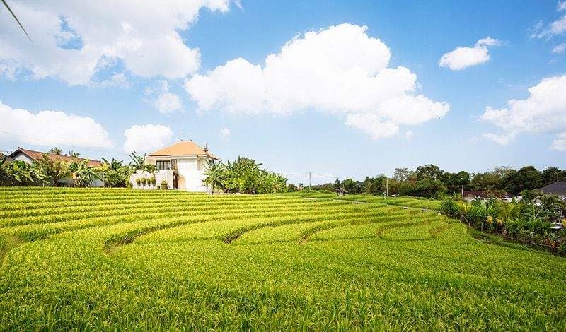 Rent villa Lilac, Indonesia, Bali, Changu | Villacarte