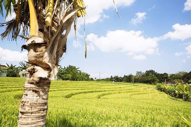Rent villa Lilac, Indonesia, Bali, Changu | Villacarte