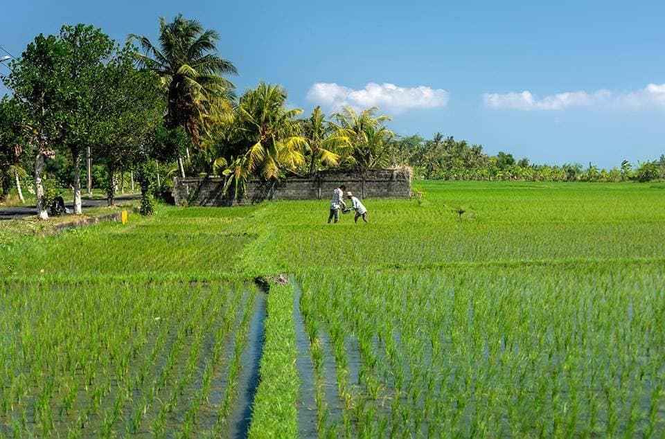 Rent villa Doris, Indonesia, Bali, Changu | Villacarte