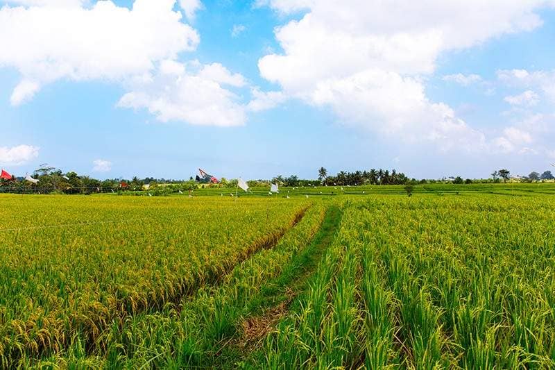 Rent villa Arianne, Indonesia, Bali, Changu | Villacarte
