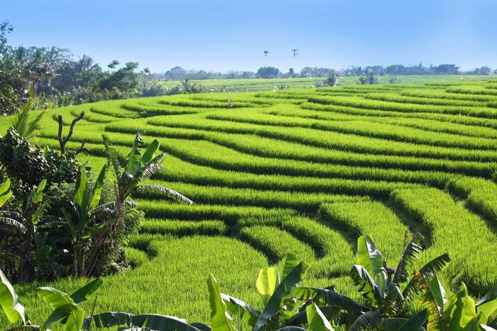 Rent villa Paletta, Indonesia, Bali, Changu | Villacarte