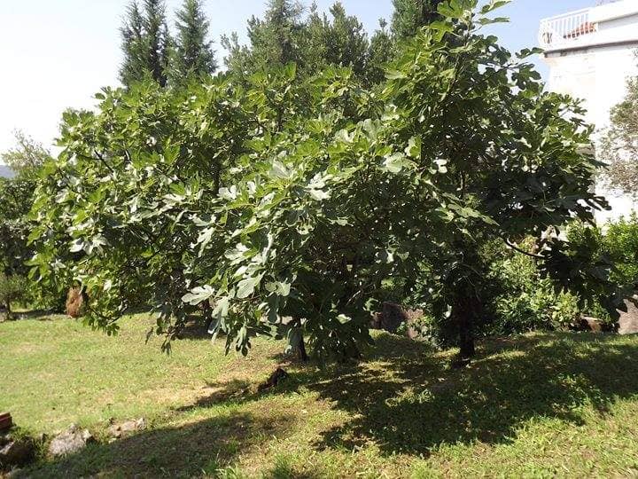 Продажа земельных участков, Черногория, Регион Херцег Нови, Топла | Villacarte