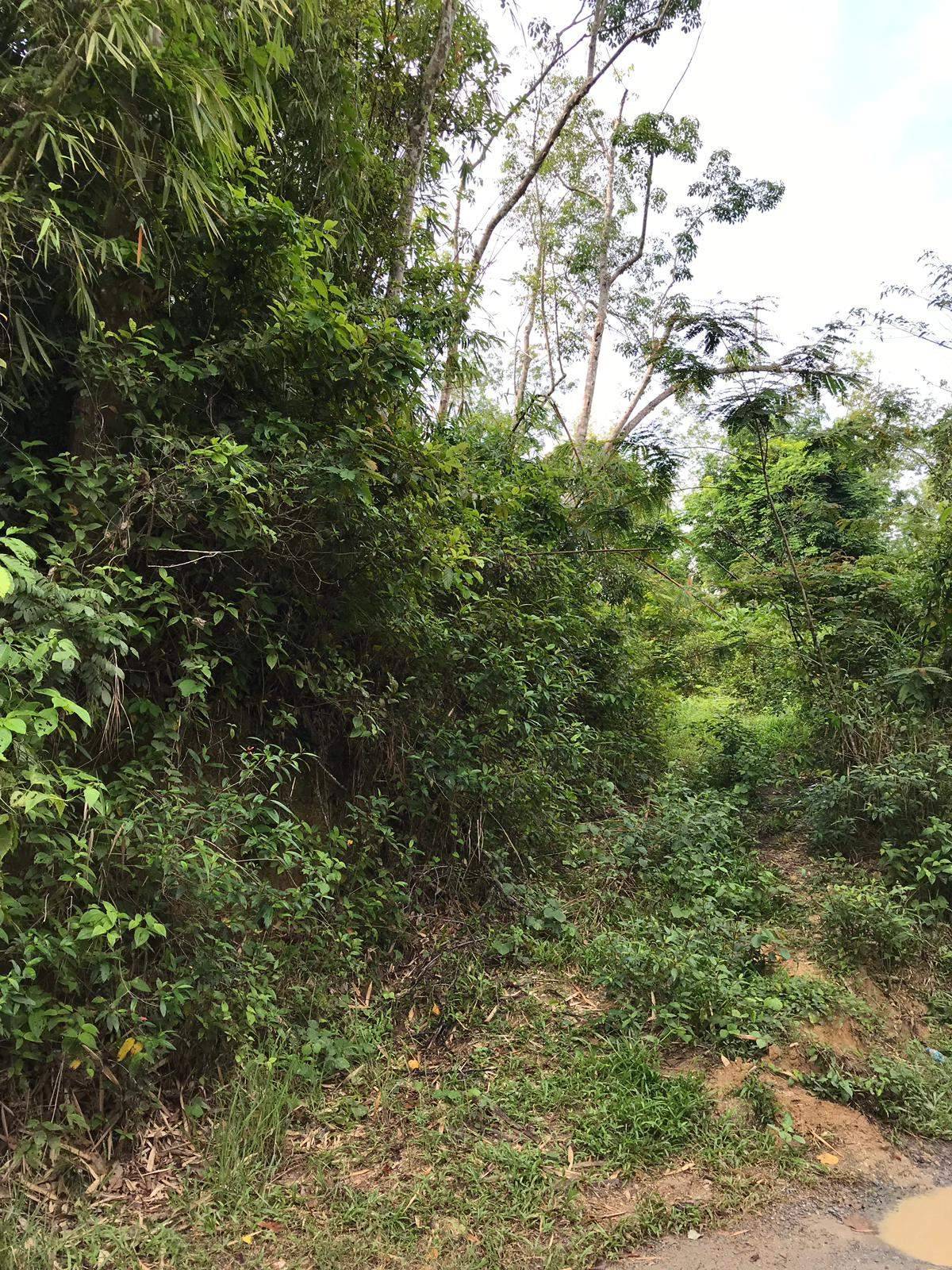 Land for Sale, Thailand, Phuket, Nai Ton | Villacarte