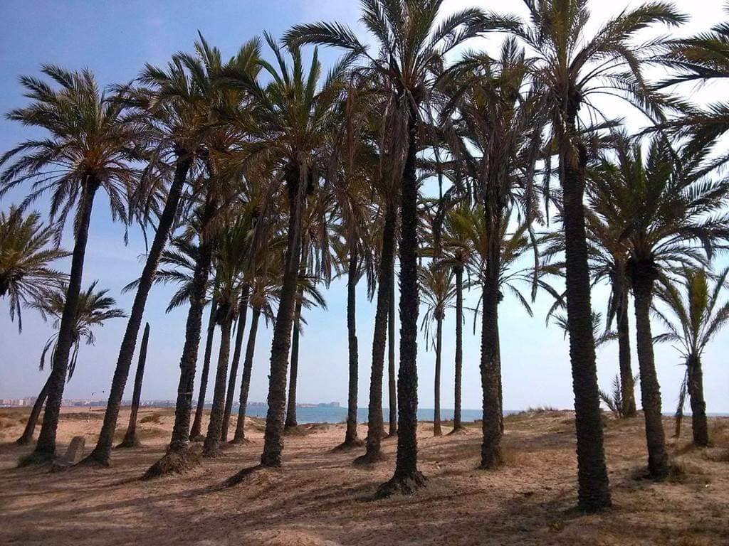Property for Sale Villa Amalia Premium Villas, Spain, Costa Blanca, Torrevieja | Villacarte