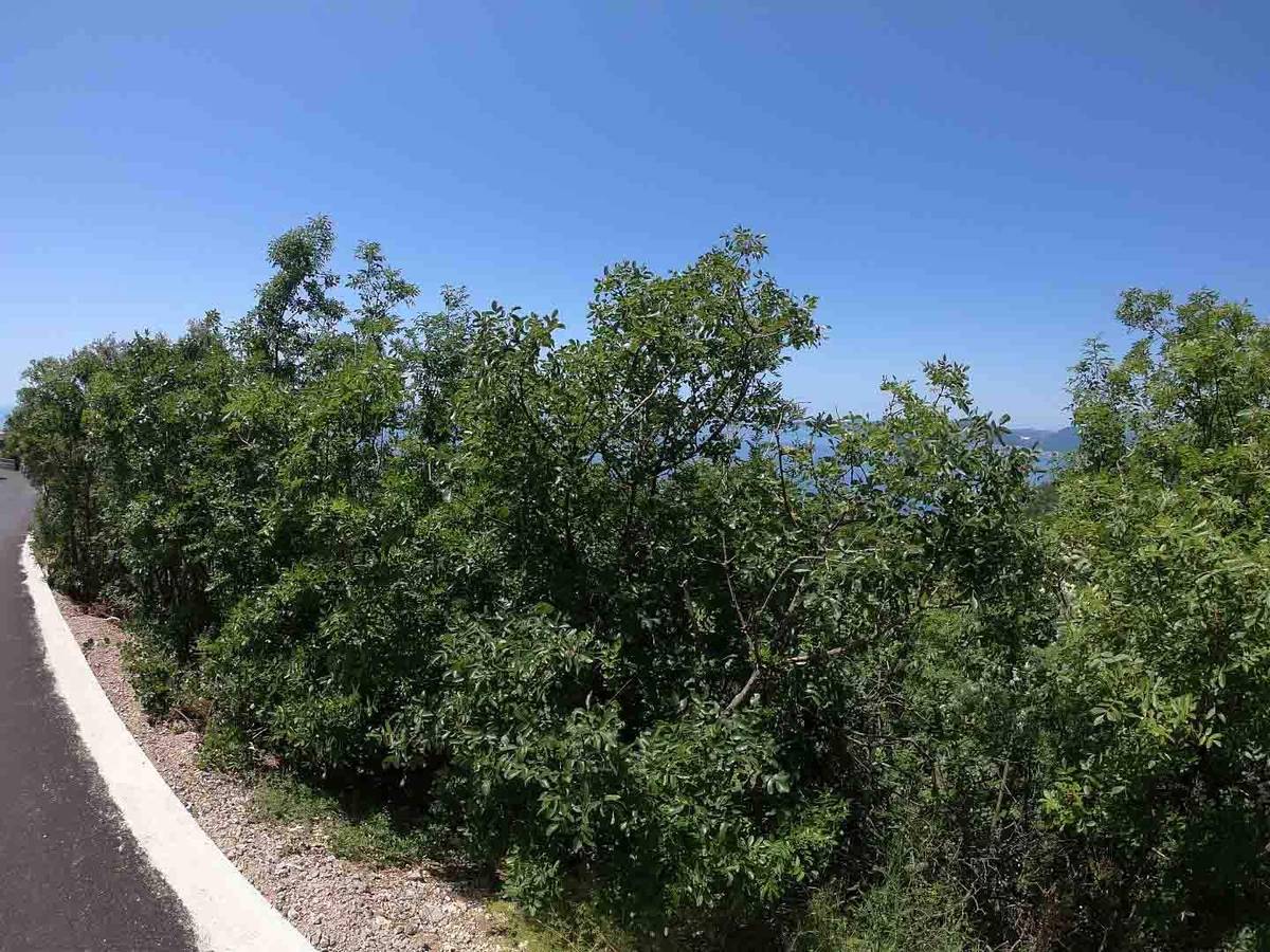 Land for Sale, Montenegro, Budva region, Blizikuce | Villacarte