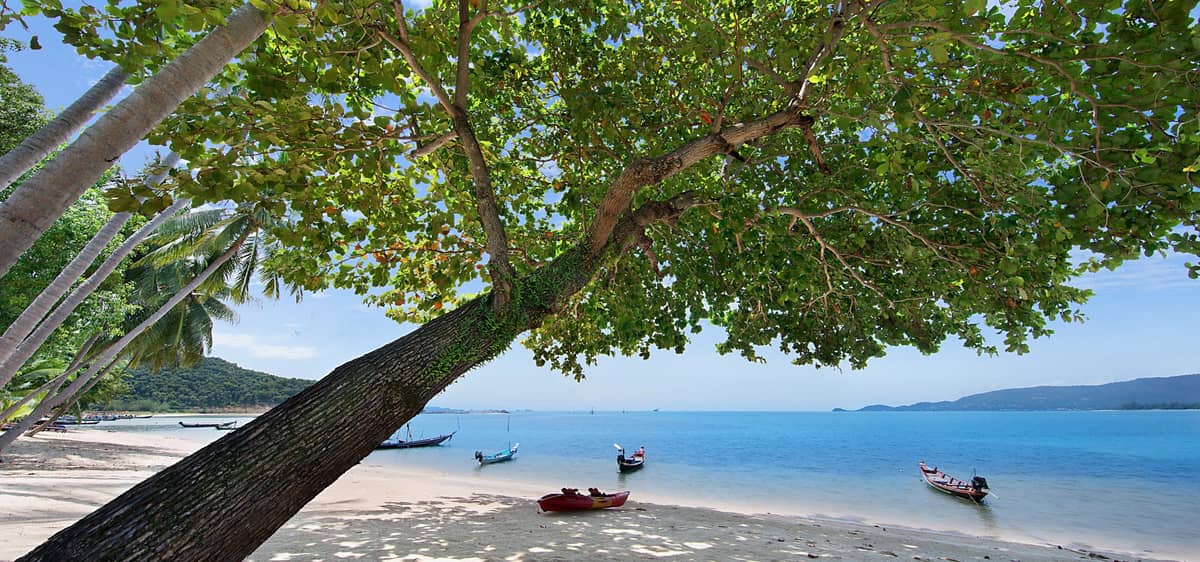 Rent villa Olinda, Thailand, Samui, Lipa Noi | Villacarte