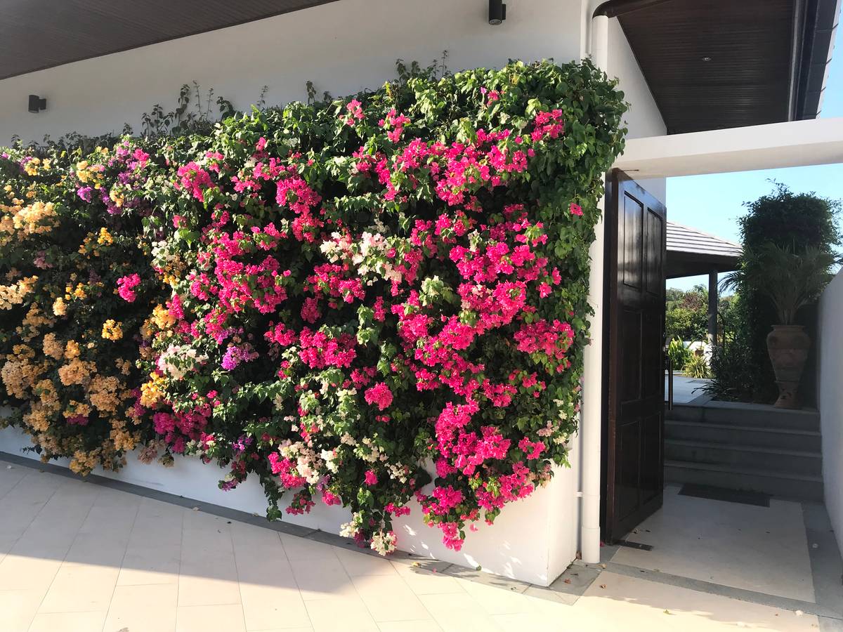 Rent villa Elsa, Thailand, Samui, Choeng Mon | Villacarte