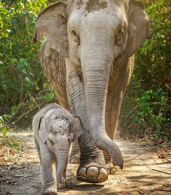 Elephant Jungle Sanctuary | Phuket - Land Tours together with VillaCarte