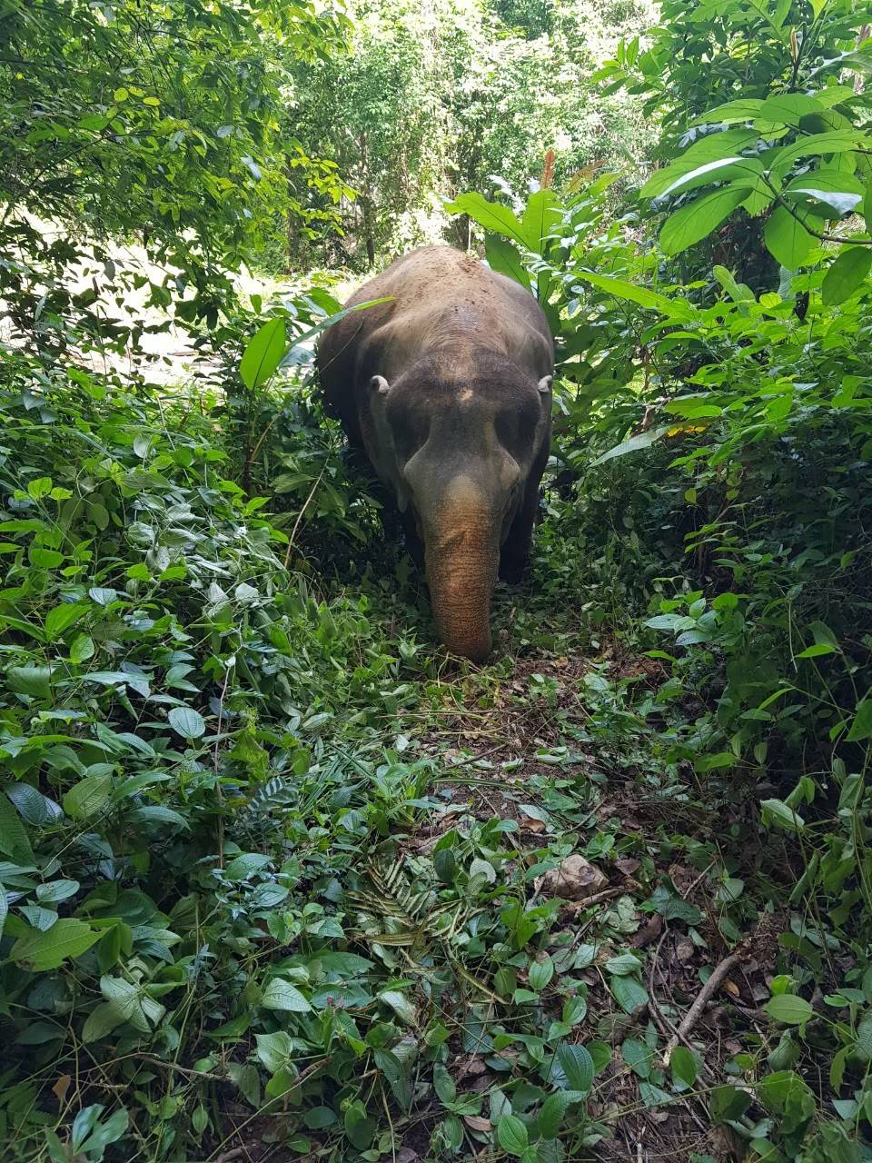 Elephant Jungle Sanctuary | Phuket - Land Tours together with VillaCarte