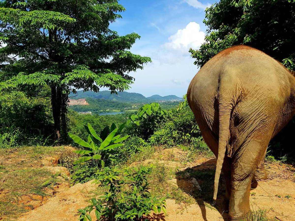 Elephant Jungle Sanctuary | Phuket - Land Tours together with VillaCarte
