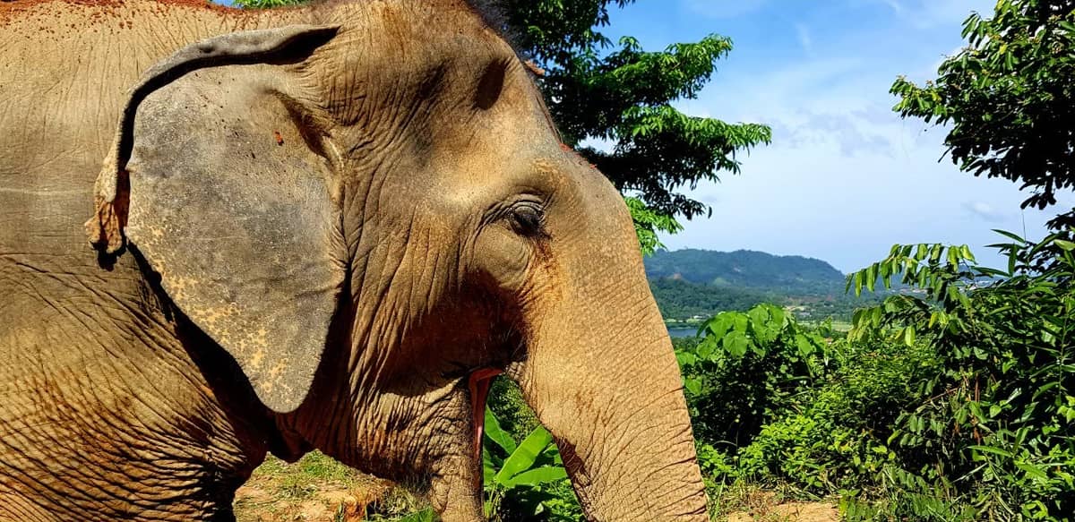 Elephant Jungle Sanctuary | Phuket - Land Tours together with VillaCarte
