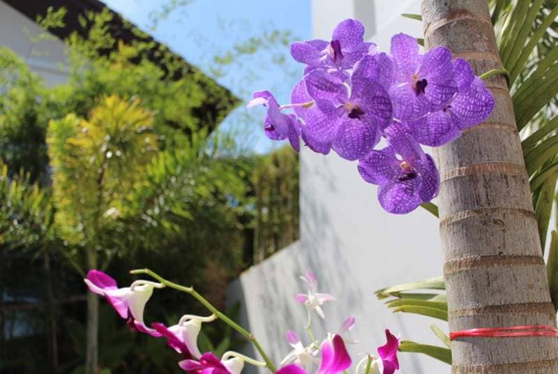 Rent villa Aida, Thailand, Samui, Choeng Mon | Villacarte