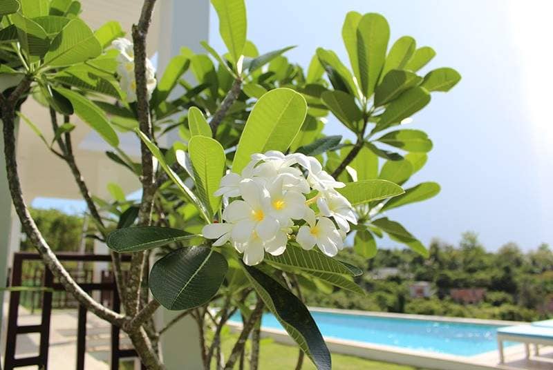 Rent villa Aida, Thailand, Samui, Choeng Mon | Villacarte