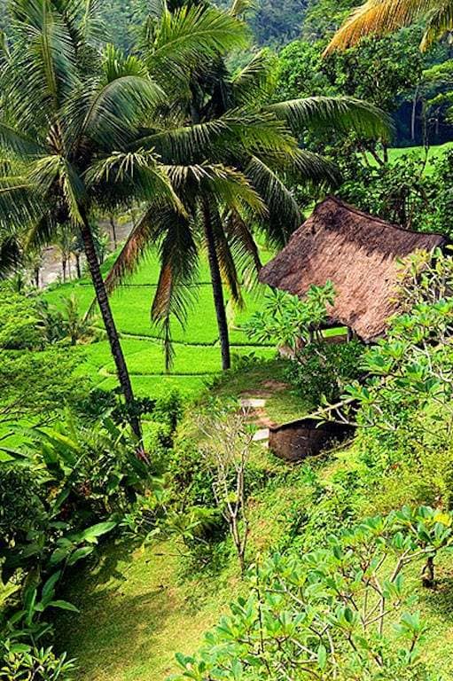 Rent villa Corretta, Indonesia, Bali, Ubud | Villacarte