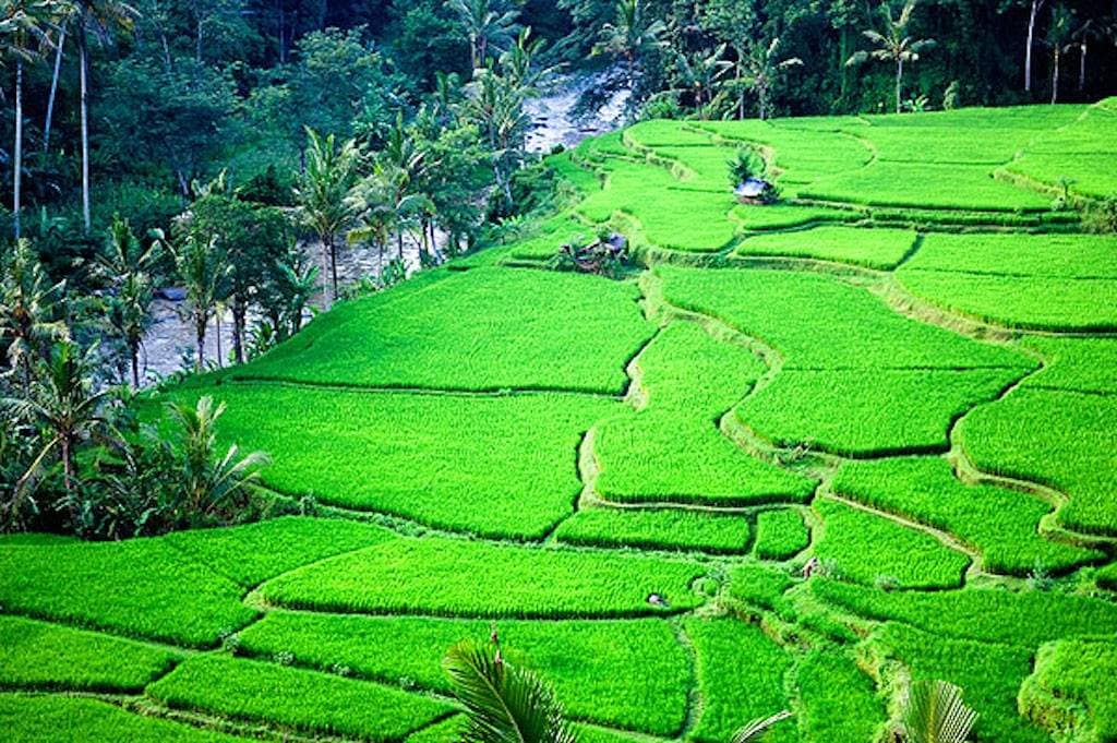 Rent villa Corretta, Indonesia, Bali, Ubud | Villacarte