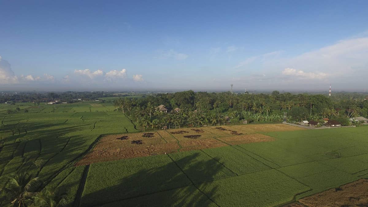 Rent villa Eleanor, Indonesia, Bali, Changu | Villacarte