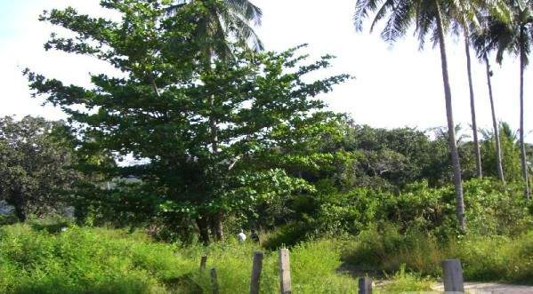 Land for Sale, Thailand, Phuket, Bang Tao | Villacarte