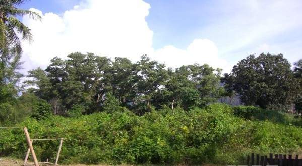 Land for Sale, Thailand, Phuket, Bang Tao | Villacarte