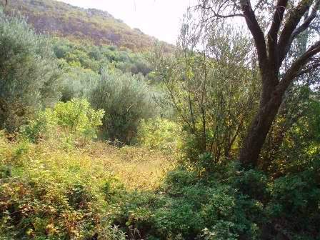 Land plot 