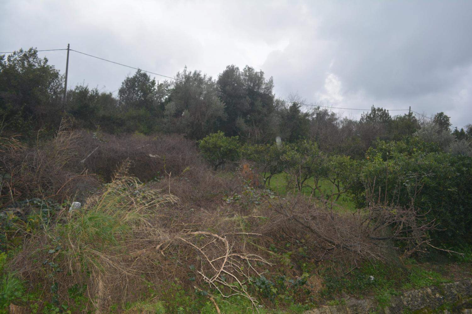 Land plot 