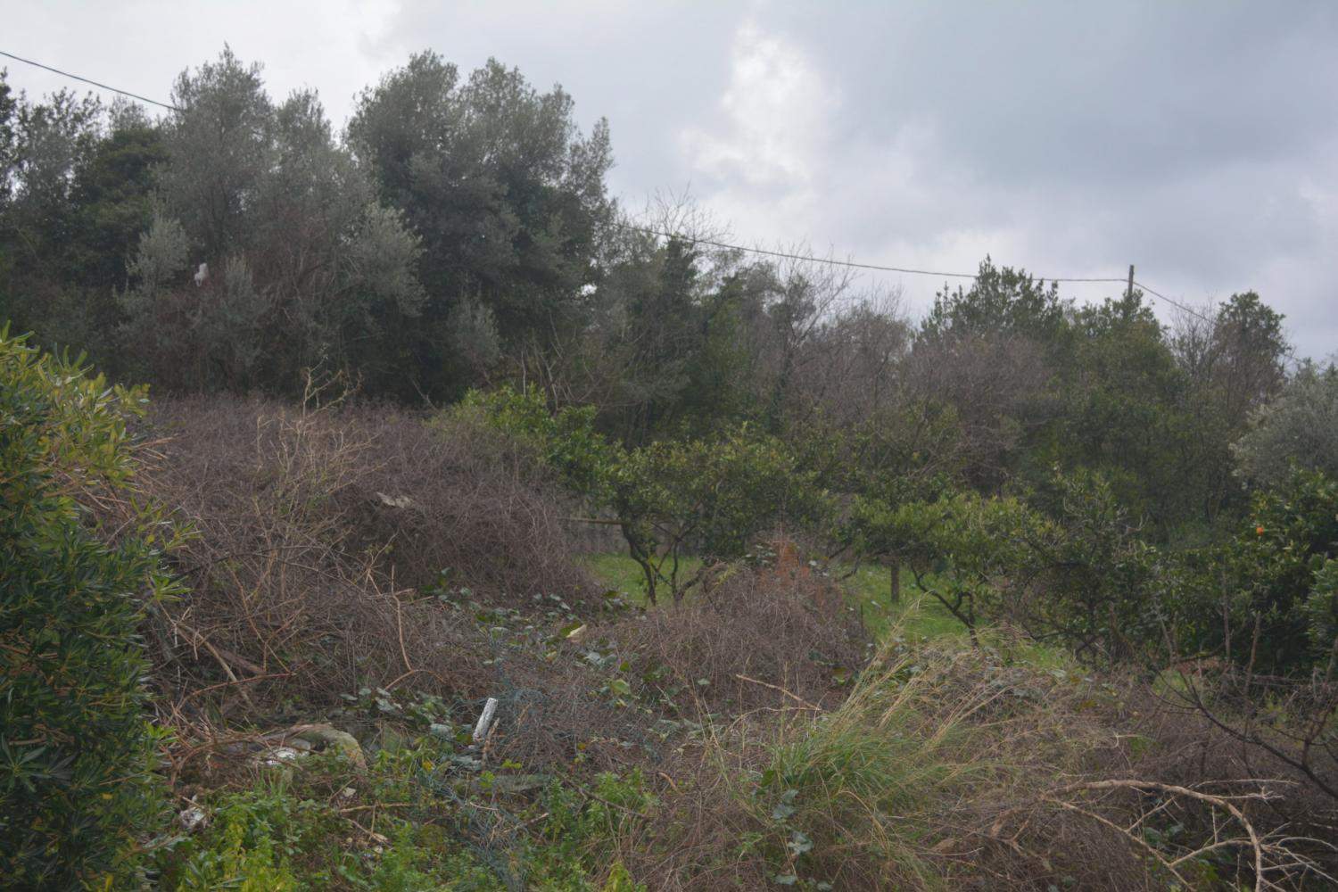 Land plot 