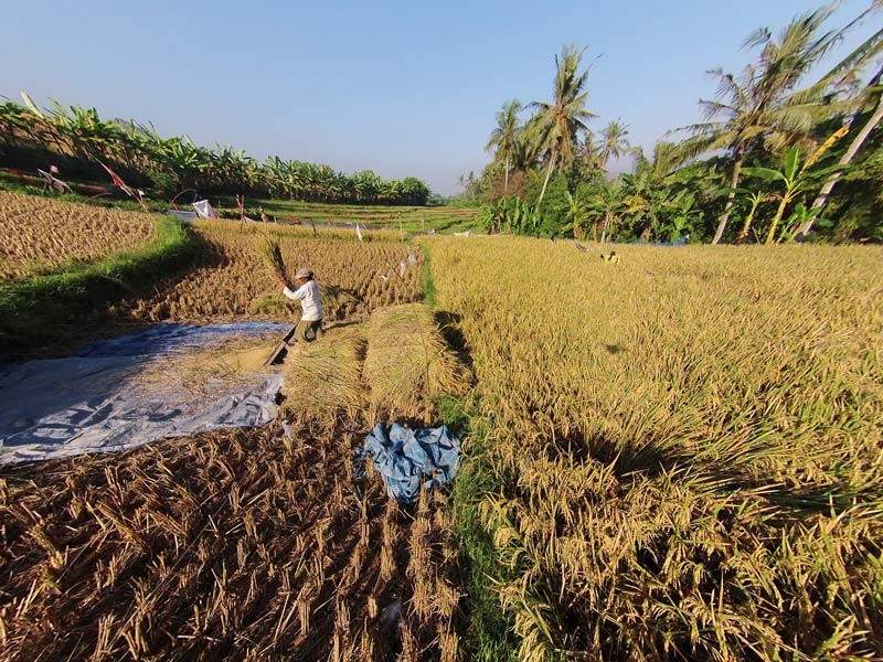 Rent villa Daya, Indonesia, Bali, Changu | Villacarte
